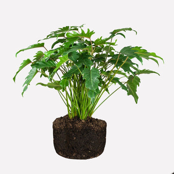 Philodendron Xanadu Philodendron Xanadu