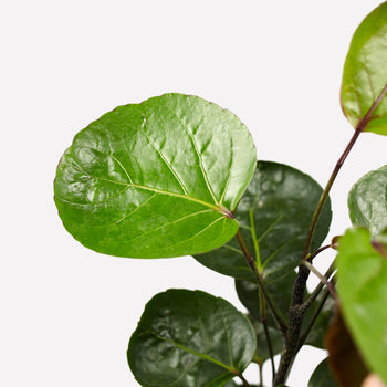 Polyscias Scutellaria Polyscias Scutellaria