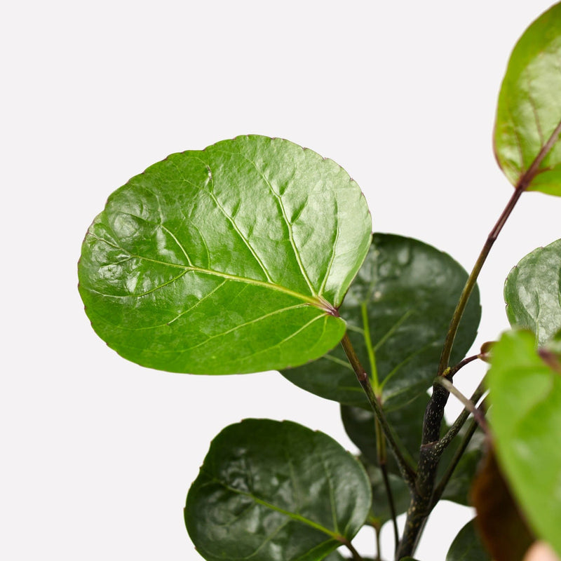 polyscias scutellaria, close up van rond, groen blad met nerven.