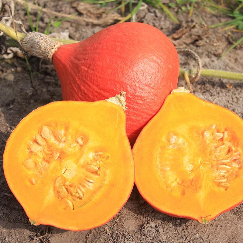 Pompoen op aarde met vol oranje schil, en twee doorgesneden helften met pompoenpitten in het gele vruchtvlees