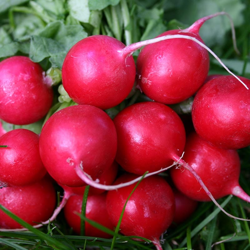 Radijs, roze-rode ronde glimmende bolletjes met een wit klein sprieterig worteltje