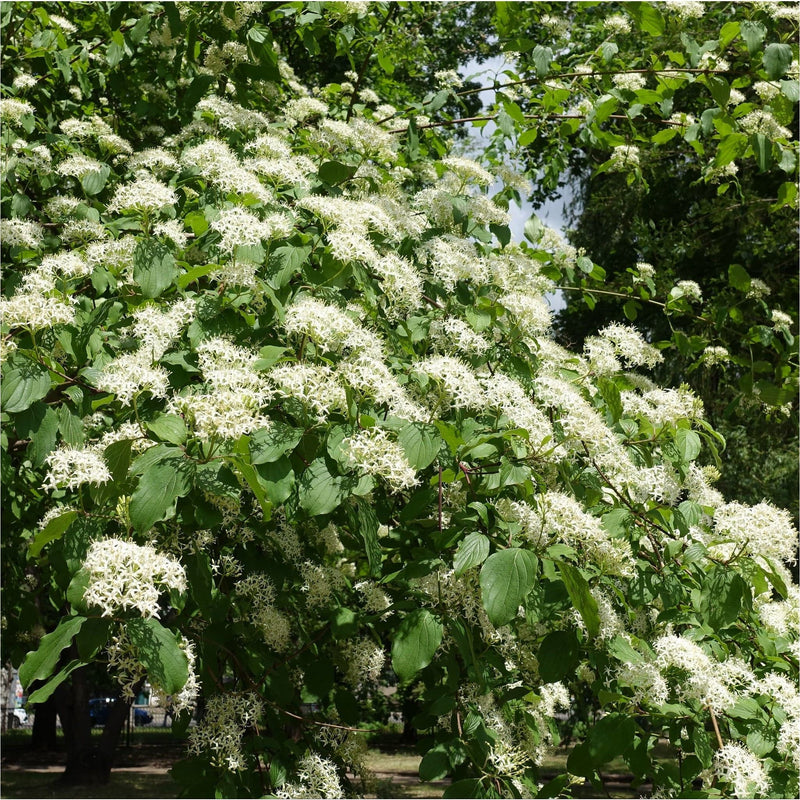 rode kornoelje in bloei met witte bloemen