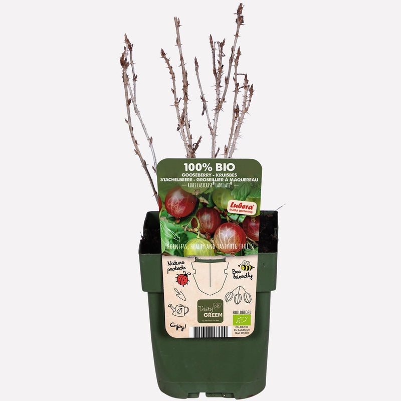 Rode kruisbes in kwekerspot