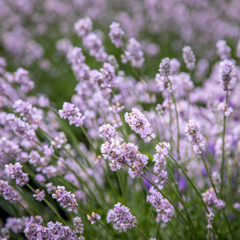 roze lavendel, close up van roze bloemen