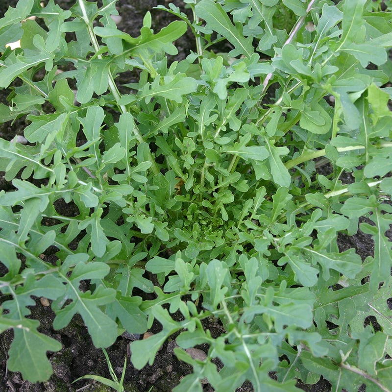 Rucola van boven gezien, volledig groene tuinplant met sterk golvende en puntige lange blaadjes