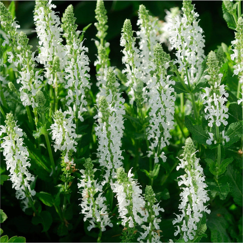Savia nemorosa schneehugel, pluimen witte opstaande aren aan groene stengels en bladeren