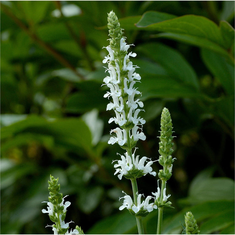 Close up van Salvia nemorosa schneehügel, witte opstaande aren aan groene stengel, en groene toppen