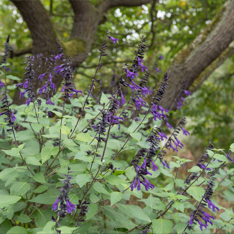Salvia Amistad in bloei met paarse aren met bomen op de achtergrond.