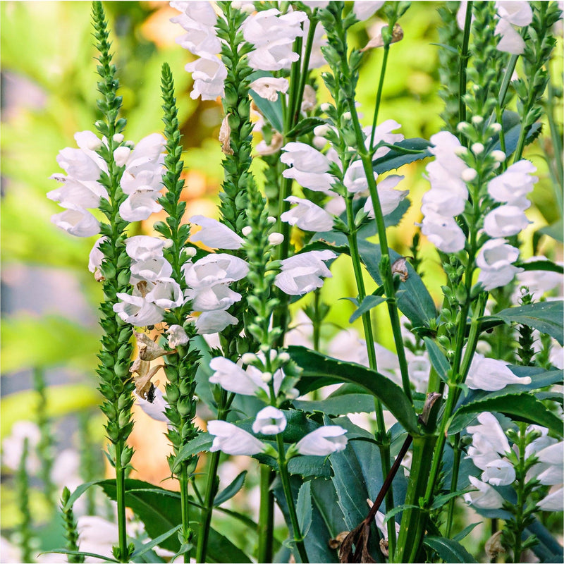 Physostegia Chrystal Peak White in bloem met  witte buisvormige bloemen aan groene stengels met bladeren van de scharnierbloem