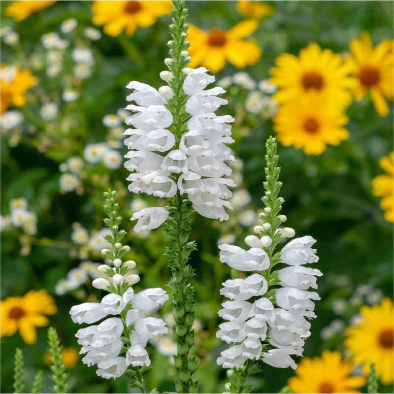 Physostegia Chrystal Peak White in bloei met op de achtergrond gele bloemen.