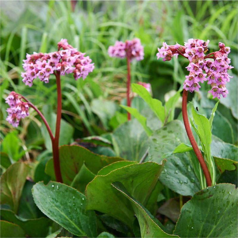 Bergenia cordifolia, ook wel schoenlappersplant, in bloei met roze bloemen aan een rode steel.