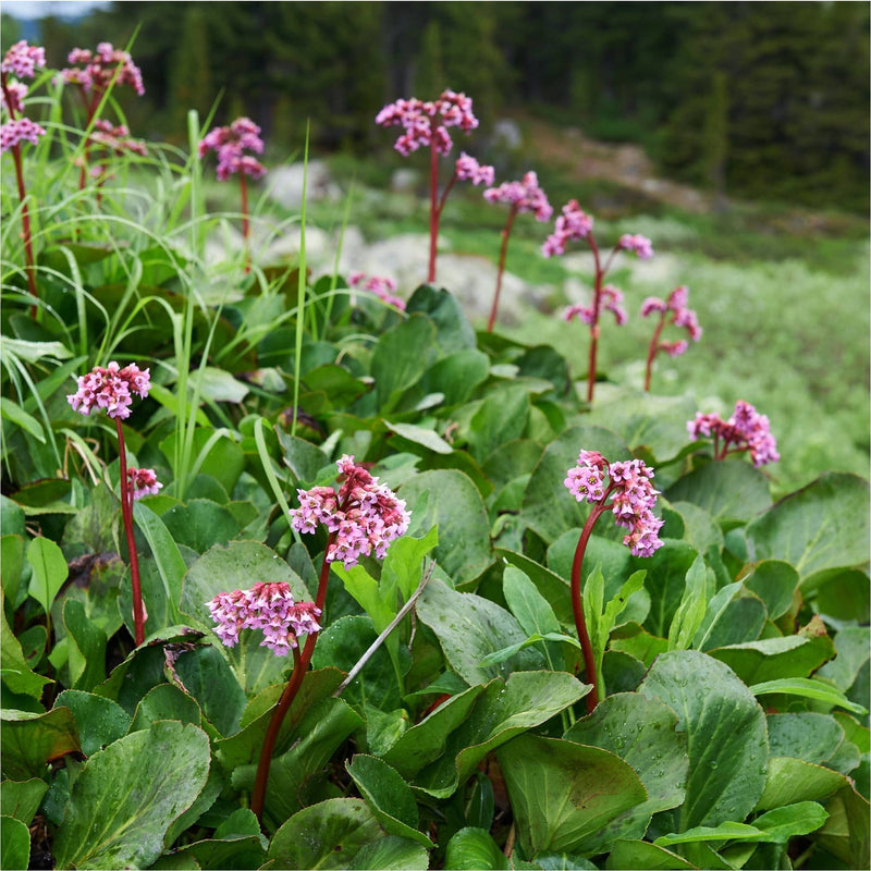 Bergenia cordifolia, biologisch, in bloei met roze bloemetjes in een glooiend landschap..