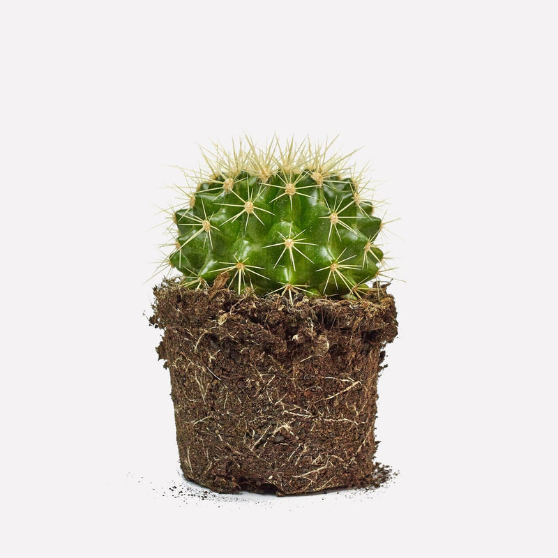 schoonmoedersstoel, groene cactus met lichtgele stekels