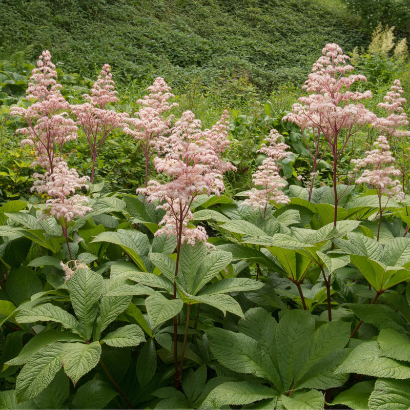 Rodgersia henrici in bloei met wit-roze pluimen boven groen blad.