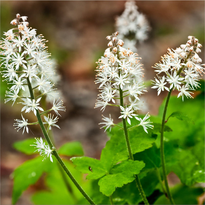 Witte pluimen van de schTiarella cordifolia, schuimbloem, in bloei met stervormige bloemetjes en kleine uitstekende oranje stampers