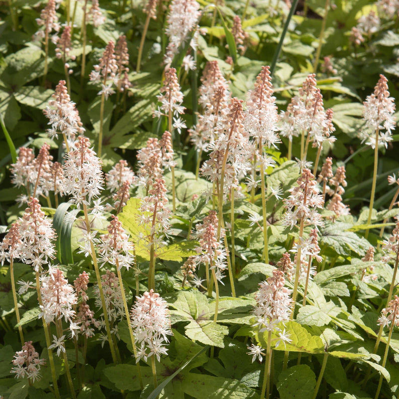 Tiarella Spring Symphony, Schuimbloem, in bloei met zachtroze bloemetjes langs een steel die boven bladeren uitsteekt.