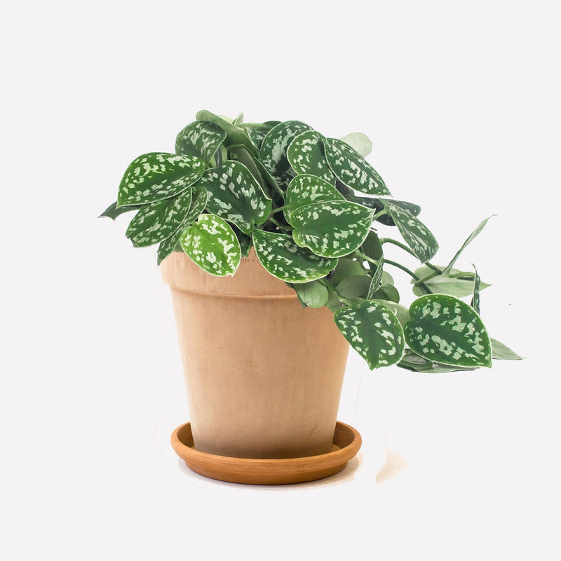 Scindapsus in pot 🎁