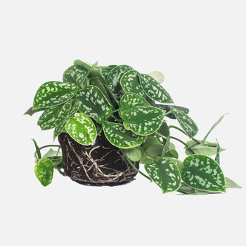 Scindapsus Scindapsus