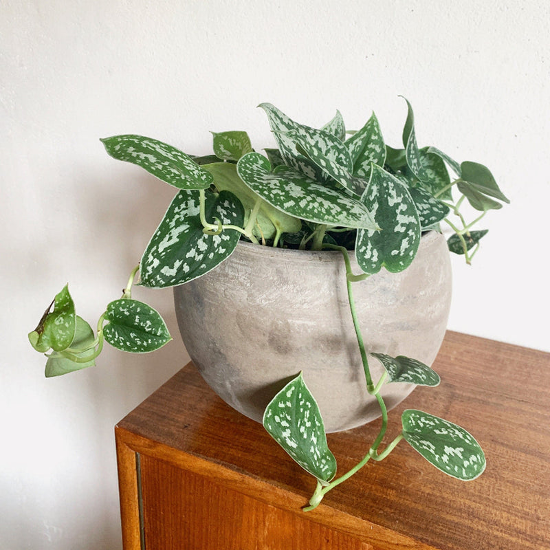 Scindapsus in grijze pot