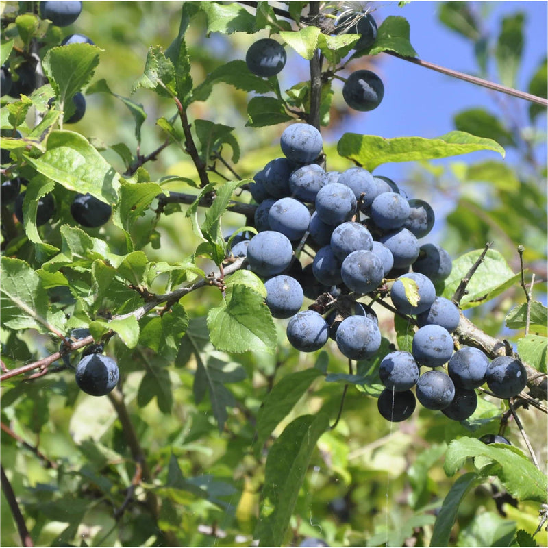 blauwe bessen van de sleedoorn