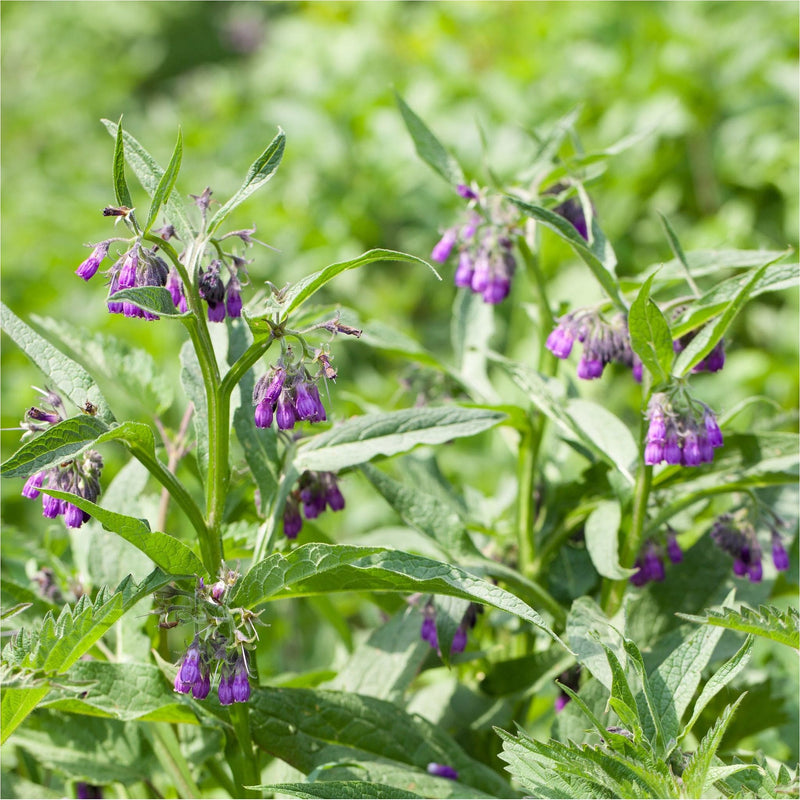 Symphytum officinale, smeerwortel, in bloei met trossen paarse hangende en klokvormige bloemetjes