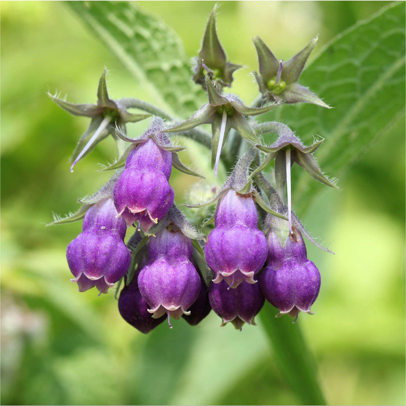 Close up van biologische smeerwortel, Symphytum officinale, met trossen paarse hangende en klokvormige bloemetjes aan een groene stengel