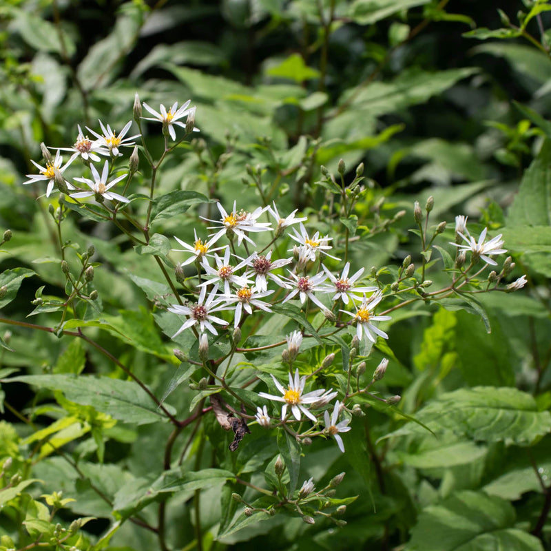 Aster divaricatus, sneeuwsteraster, in bloei met witte bloempjes tegen groene achtergrond