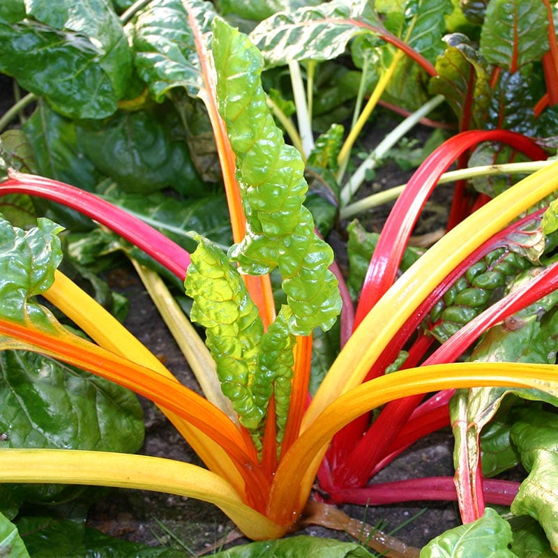 Snijbiet, tuinplant met golvend frisgroen blad, en stevige rode, gele, roze en oranje stengels