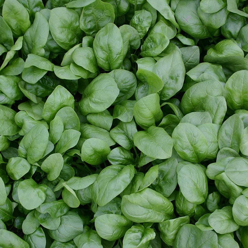 spinazie, groene bladeren