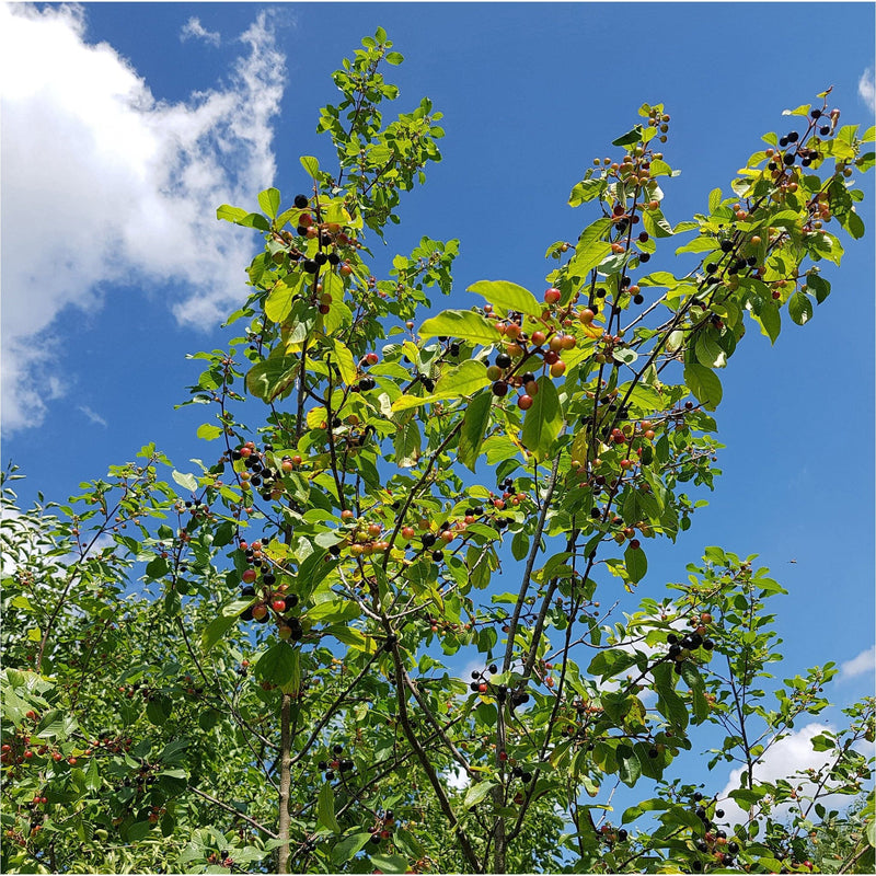 sporkehout met bessen