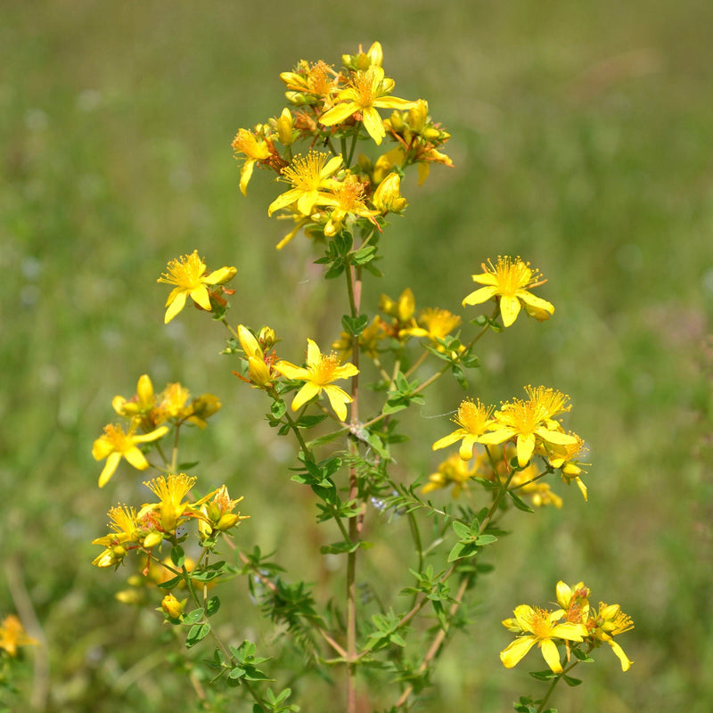 Sint janskruid, Hypericum perforatum, in bloei in een weiland.
