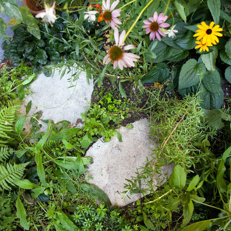 stapstenen met planten eromheen