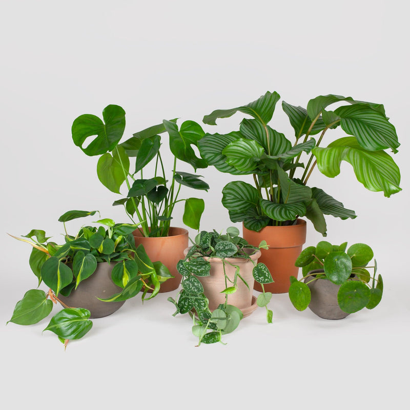 groep van kamerplanten in pot bij elkaar