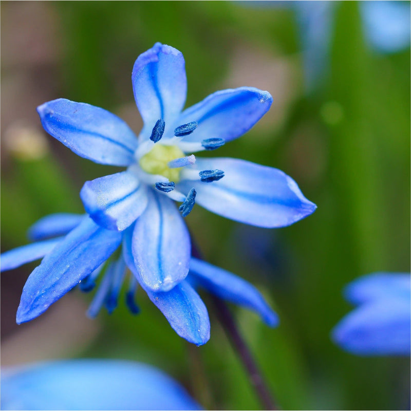 Sterhyacint, blauwe verwildersbol