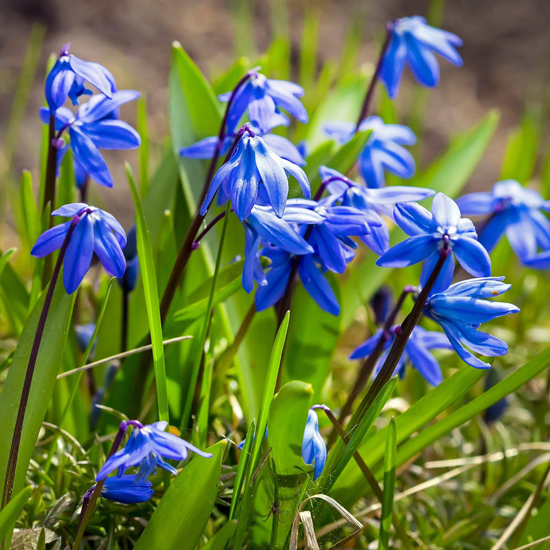 Sterhyacint, blauwe verwildersbol