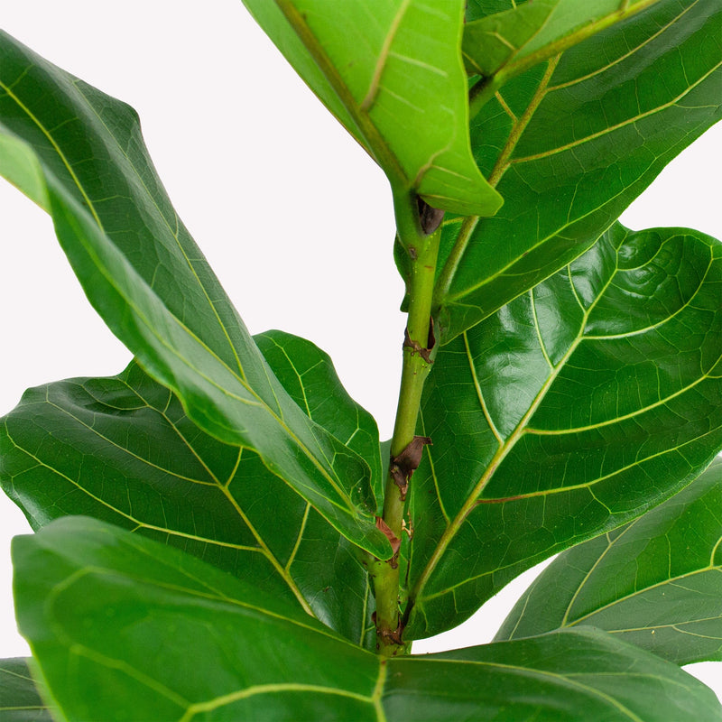Ficus lyrata close up van blad en stam