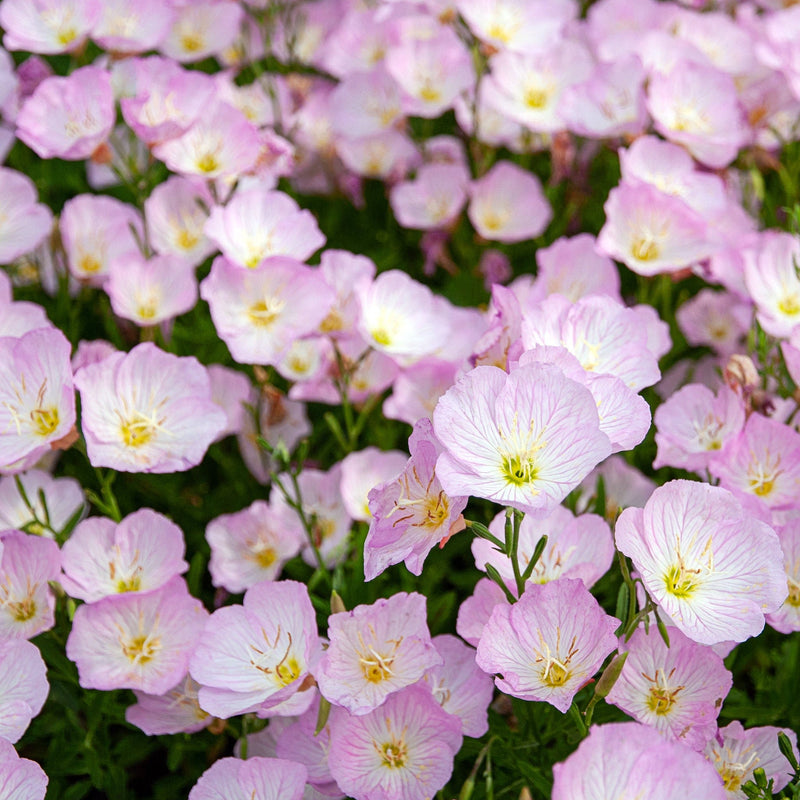 biologische teunisbloem of oenothera, veld vol zachtroze bloemen