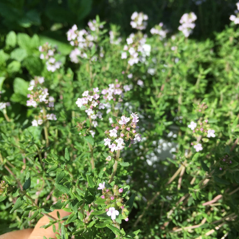 Biologische echte tijm in bloei in een tuin.