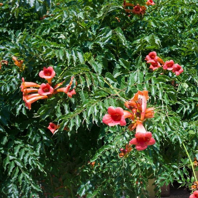 Biologische trompetbloem klimt omhoog.