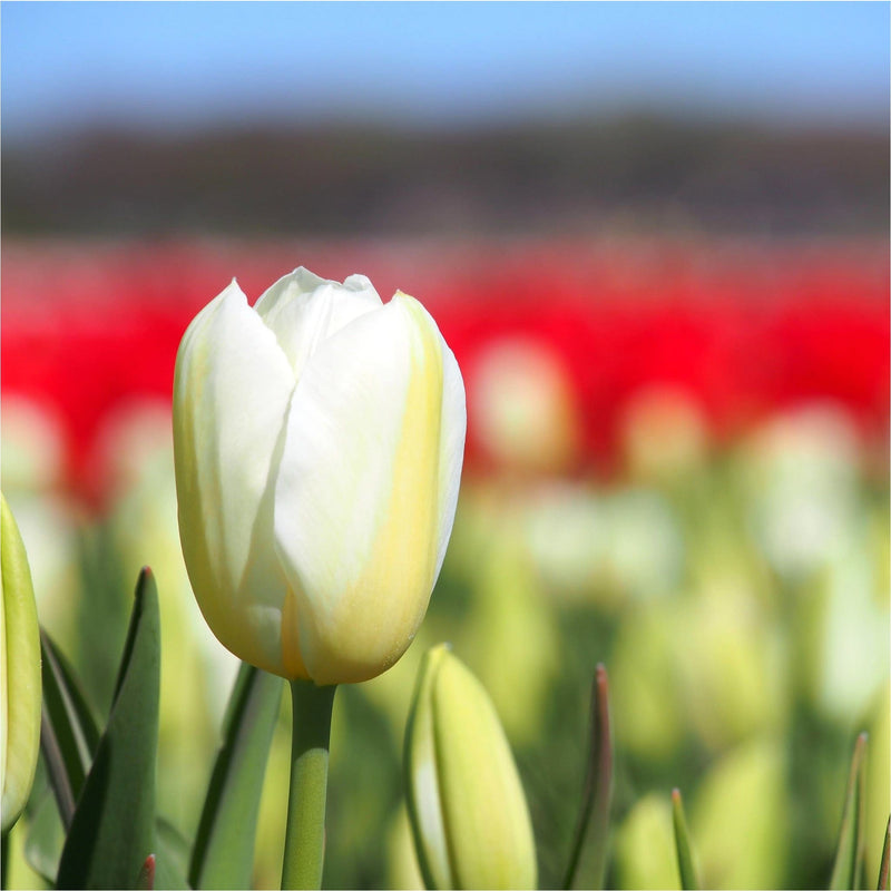 Lange slagroomwitte biologische tulpen.
