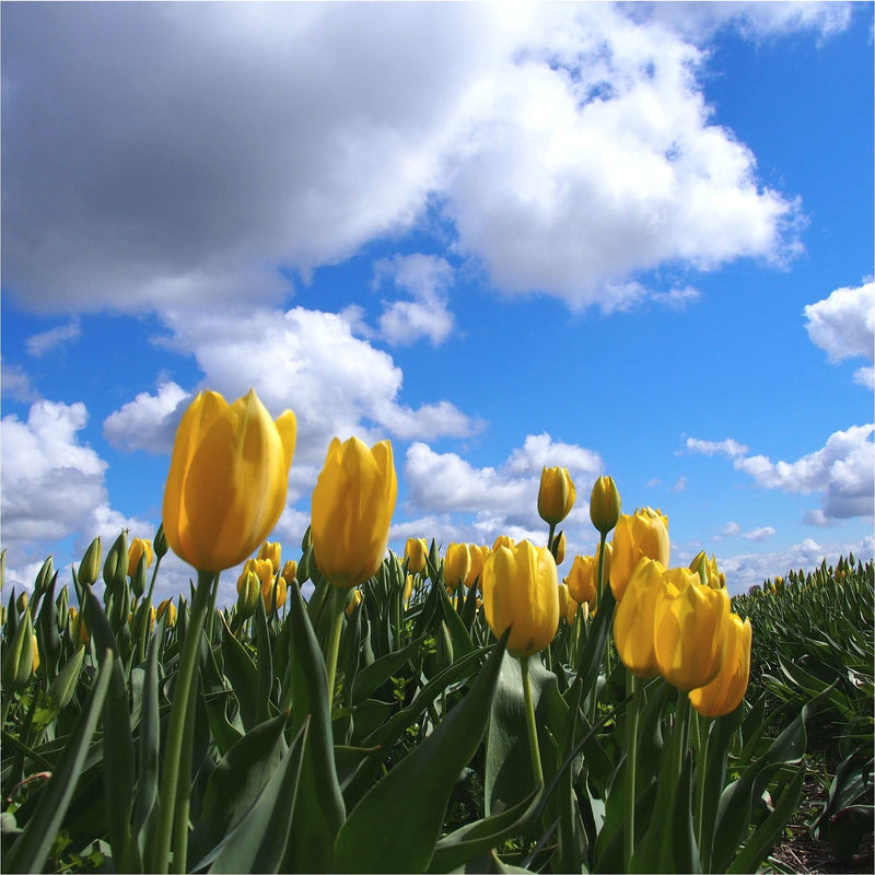 Prachtige, sterke gele tulp