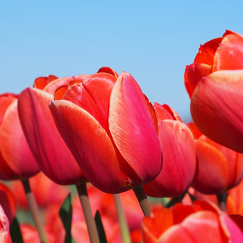Tulp Ad Rem Tulp Ad Rem