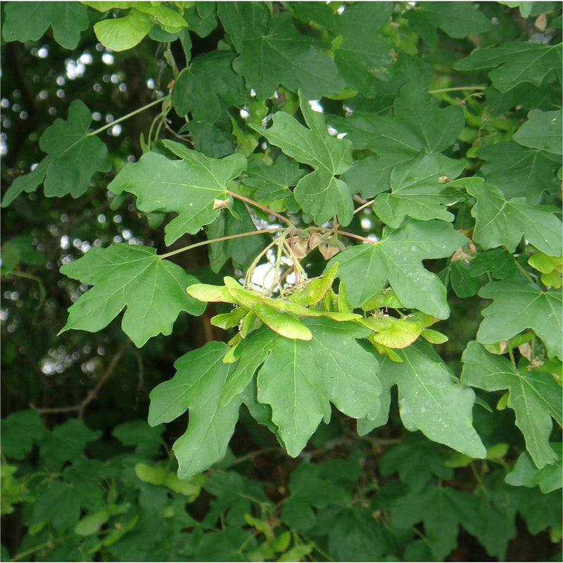 veldesdoorn met helicoptertje