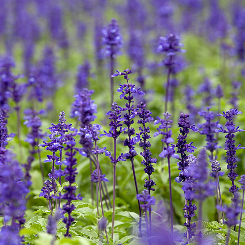 Bio Salvia pratensis, tuinplant met helderpaarse bloemetjes