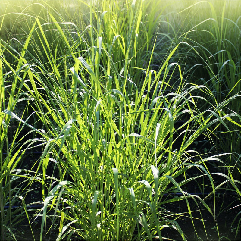 Panicum virgatum North Wind, ook wel vingergras, in de zon.