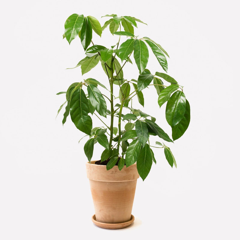 Vingersboom in pot 🎁