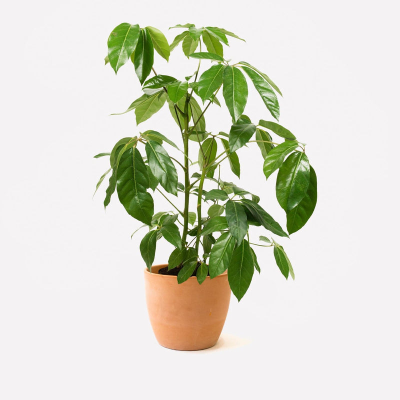 Vingersboom in pot 🎁