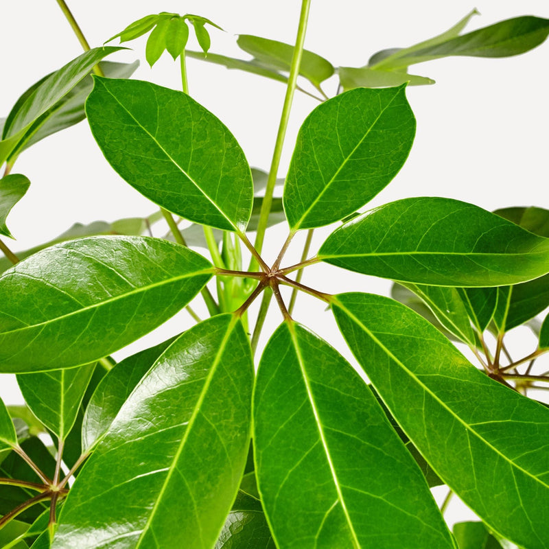 Vingersboom, schefflera, closeup van het blad wat lijkt op lange groene vingers