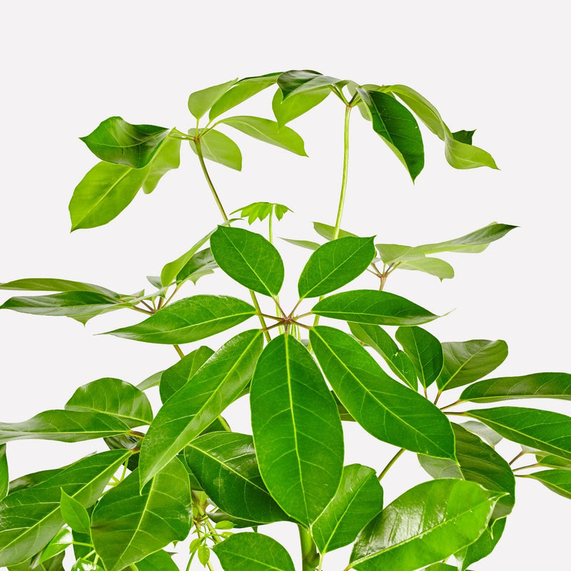 Vingersboom, schefflera, closeup van het blad wat lijkt op lange groene vingers