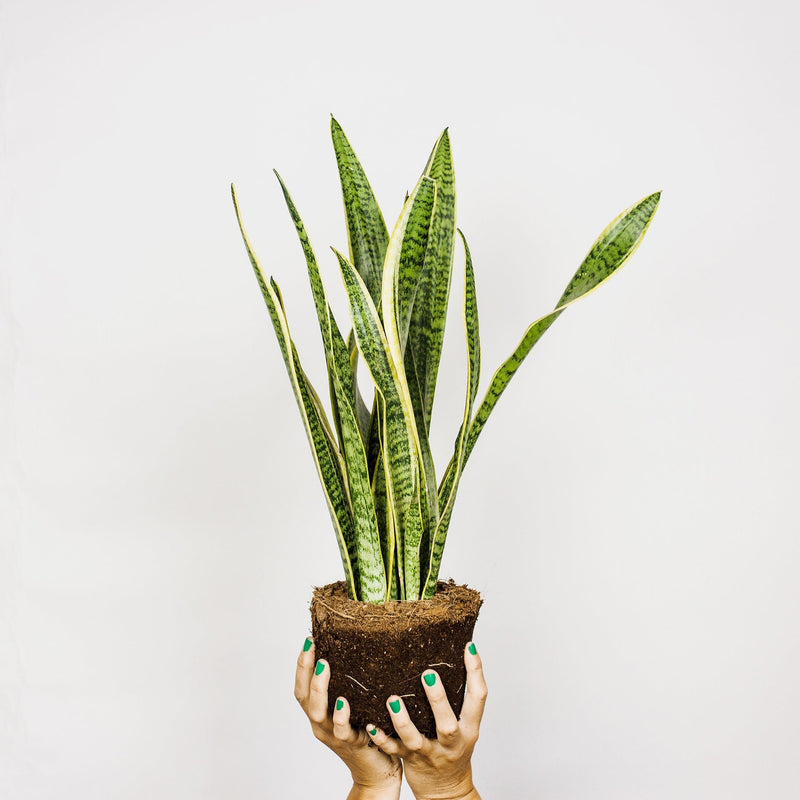 vrouwentong sansevieria, hele plant met lnage, groen-gele stengels in de vorm van tongen, in twee handen vastgehouden.